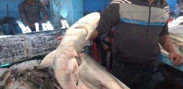 أسماك القرش بالسويس