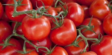 فرنسي يبتكر طريقة لزراعة 400 نوع من الطماطم دون استخدام قطرة مياه