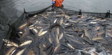 منظمة الغذاء الدولي: ثلث حصيدة الصيد من السمك لا تصل إلى الموائد