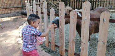 الأطفال أثناء تقديم أطعمة للحيوانات بعد افتتاح الحديقة