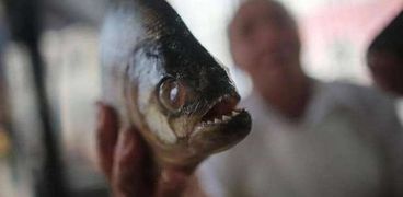سمكة البيرانا - أرشيفية