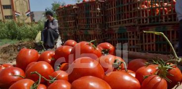 الطماطم - صورة أرشيفية
