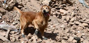 الكلب السويدي كيليان أثناء مشاركته في أعمال الإنقاذ بالمغرب