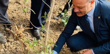 غرس شجرة ضمن مبادرة مصر خضراء