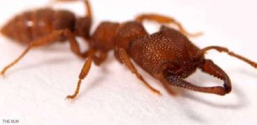 "دراكولا" نوع من النمل صاحب أسرع فك حيوان في العالم