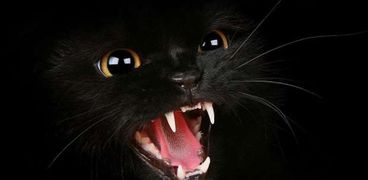 تفسير حلم قطة سوداء