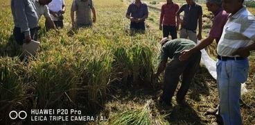 الإرشاد الزراعى بالبحيرة ينظم يوم حصاد لمحصول الأرز بمركز دمنهور