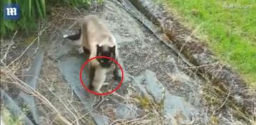 فيديو لأرنب هرب من أنياب قطة ليقع بين مخالب بومة يحقق الالاف المشاهدات