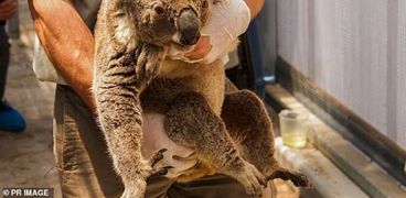 حيوان الكوالا يعاني بسبب حرائق أستراليا