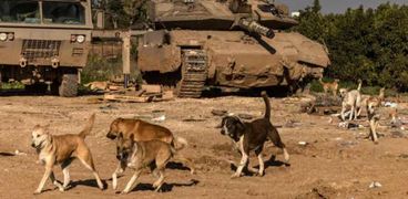 كلاب ضالة في قطاع غزة