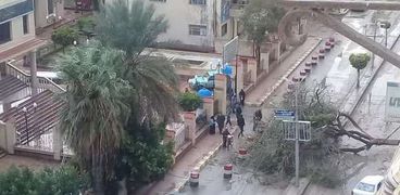 سقوط أشجار في كفر الشيخ