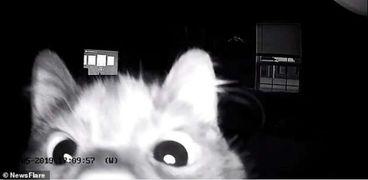 لقطة من مقطع الفيديو الذي سجلته كاميرا المراقبة للقط الفضولي