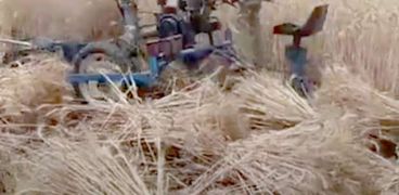 استخدام آلات حديثة فى حصاد القمح بالقليوبية