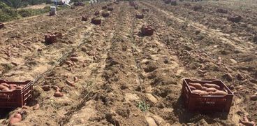 زراعة البطاطا في جنوب سيناء