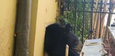 خروج الدب من فتحة التهوية
