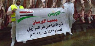 "الأورمان" تستعد لتوزيع ٧١٥ عجل من اللحوم البلدية فى قرى محافظة سوهاج
