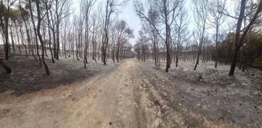 حرائق الغابات في تونس