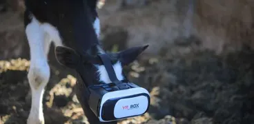 نظارات الواقع الافتراضي على الأبقار