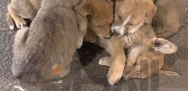 كلاب صغيرة تُعانق شقيقها الميت في ختام مولد السيدة زينب