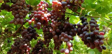 العنب الفيليم في جنوب سيناء