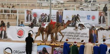 انطلاق سباق الهجن المصري الإماراتي الثاني بشرم الشيخ