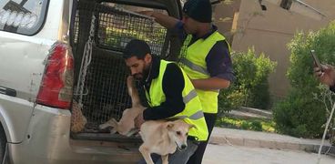 نشطاء يحاولون إنقاذ الكلاب الضالة