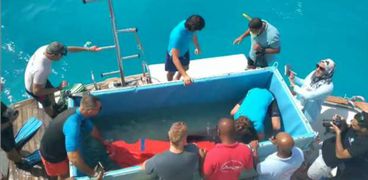 إعادة أنثى الدولفين «طيبة» إلى البحر