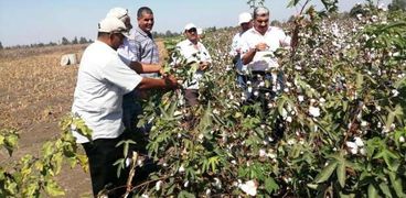 جني القطن بكفر الشيخ