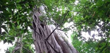 باحثون يعلنون نجاة أطول شجرة من حرائق "رئة الأرض"