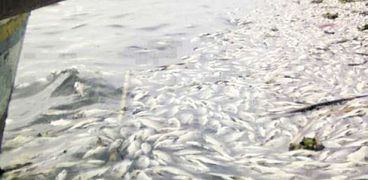 الأسماك النافقة تطفو على مياه النيل