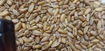 إنتاج القمح بمصر