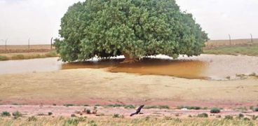 الشجرة التي استظل بها النبي محمد