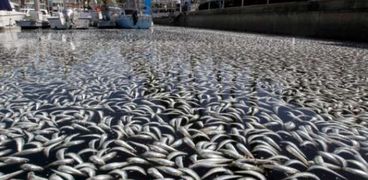 آلاف الأسماك "المطبوخة" قبالة سواحل كاليفورنيا بسبب الحرارة الشاذة