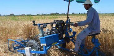 حصاد القمح بالطرق الآليه