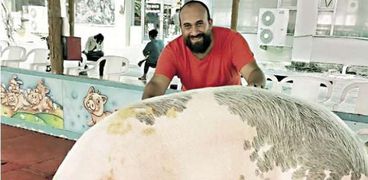 أحمد النبراوى تبنّى حملة للدفاع عن الخنازير
