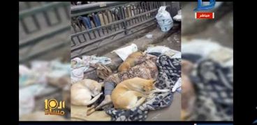 امرأة تنام مع كلاب