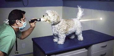 كلب يخضع للكشف فى العيادة البيطرية