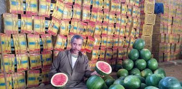 صورة البطيخ في أسواق كفر الشيخ خاص