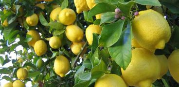 ارتفاع جنوني لاسعار الليمون