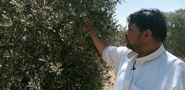 أشرف العقاري- مزارع زيتون