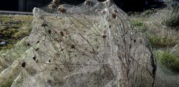 شبكة عنكبوت ضخمة غطت 300 متر بمنتجع سياحي في اليونان
