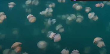 سر تجمع عدد كبير من «قناديل البحر» على شواطئ إيطاليا