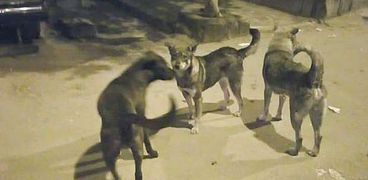 "جمرك الإسكندرية" يتصدى لـ35 كلب ضال بشوارع الحي