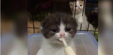 القط وهو يتناول الرضعة