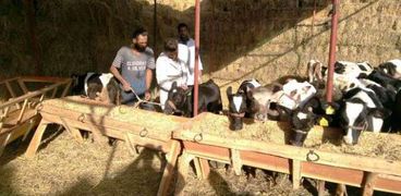 بيطري الشرقية يُحصن 43 ألف رأس أبقار و أغنام للوقاية من الجلد العقدي و الجدري