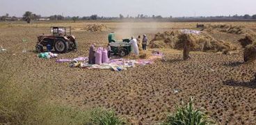 بدء حصاد محصول الأرز بمحافظة الوادي الجديد