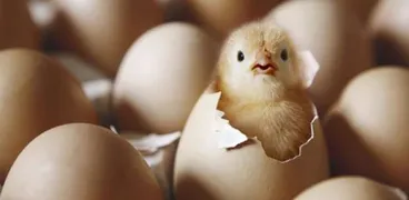 لماذا لا يختنق الكتكوت داخل البيضة؟