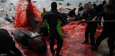 جانب من موسم صيد الحيتان بالدنمارك