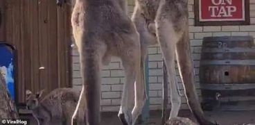 صراع بين اثنان من حيوانات الكانجارو فى أستراليا