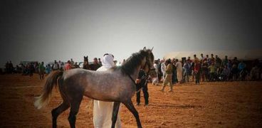 سباق الخيول في حلب